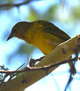 Cape Weaver