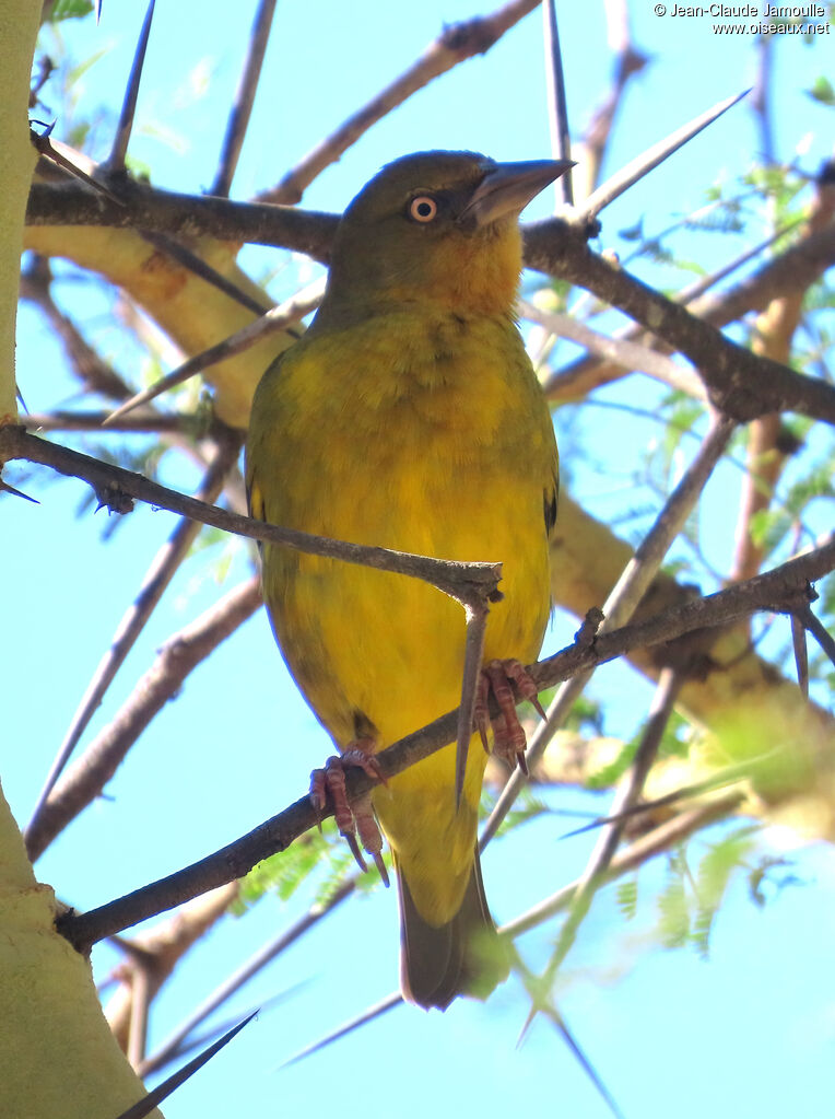 Tisserin du Cap