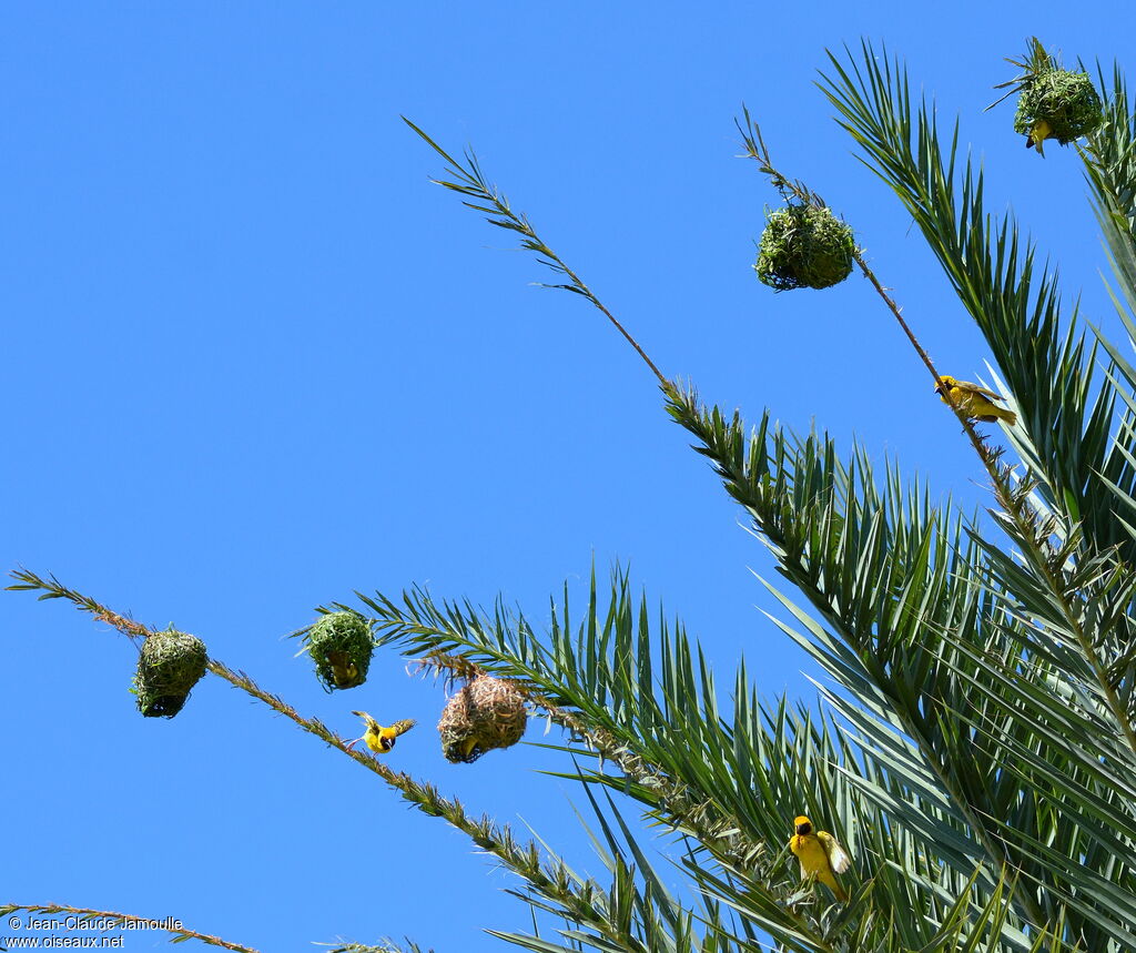 Village Weaver