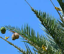 Village Weaver