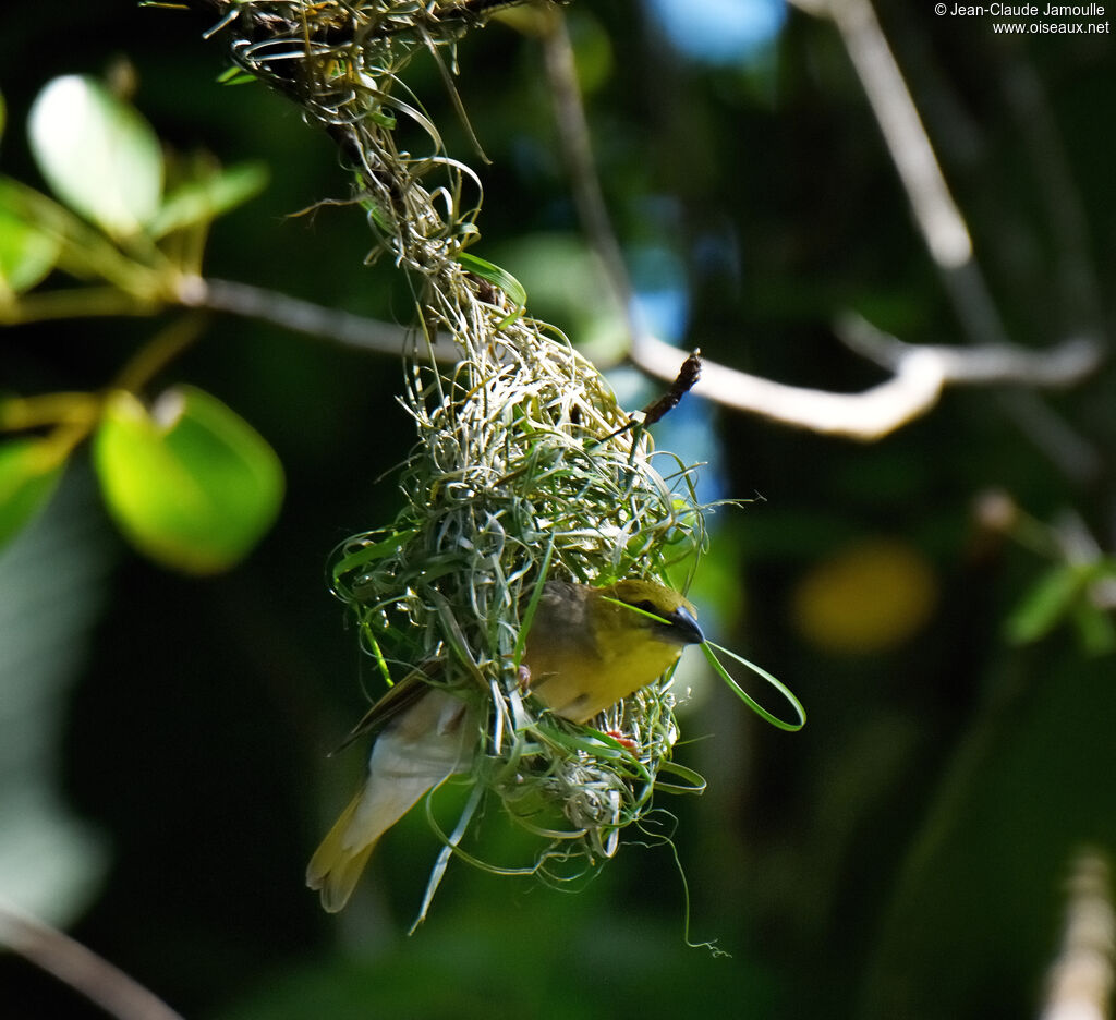 Village Weaver female