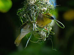 Village Weaver