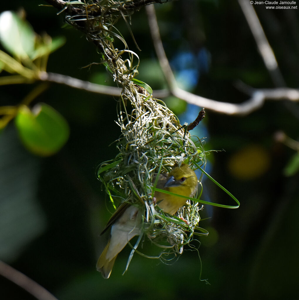 Village Weaver female