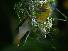 Village Weaver