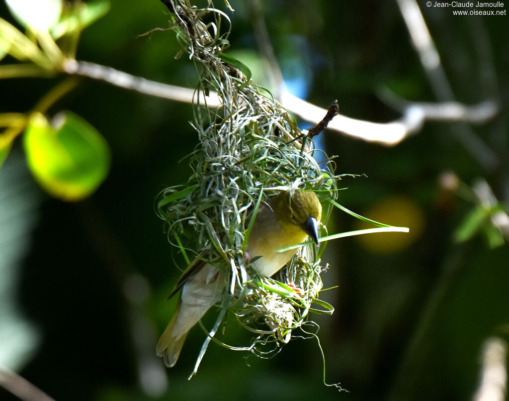 Village Weaver female