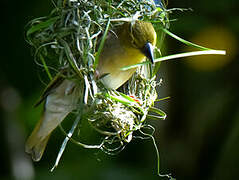 Village Weaver