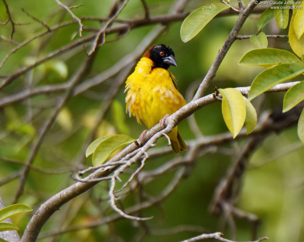 Village Weaver male