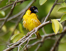 Village Weaver