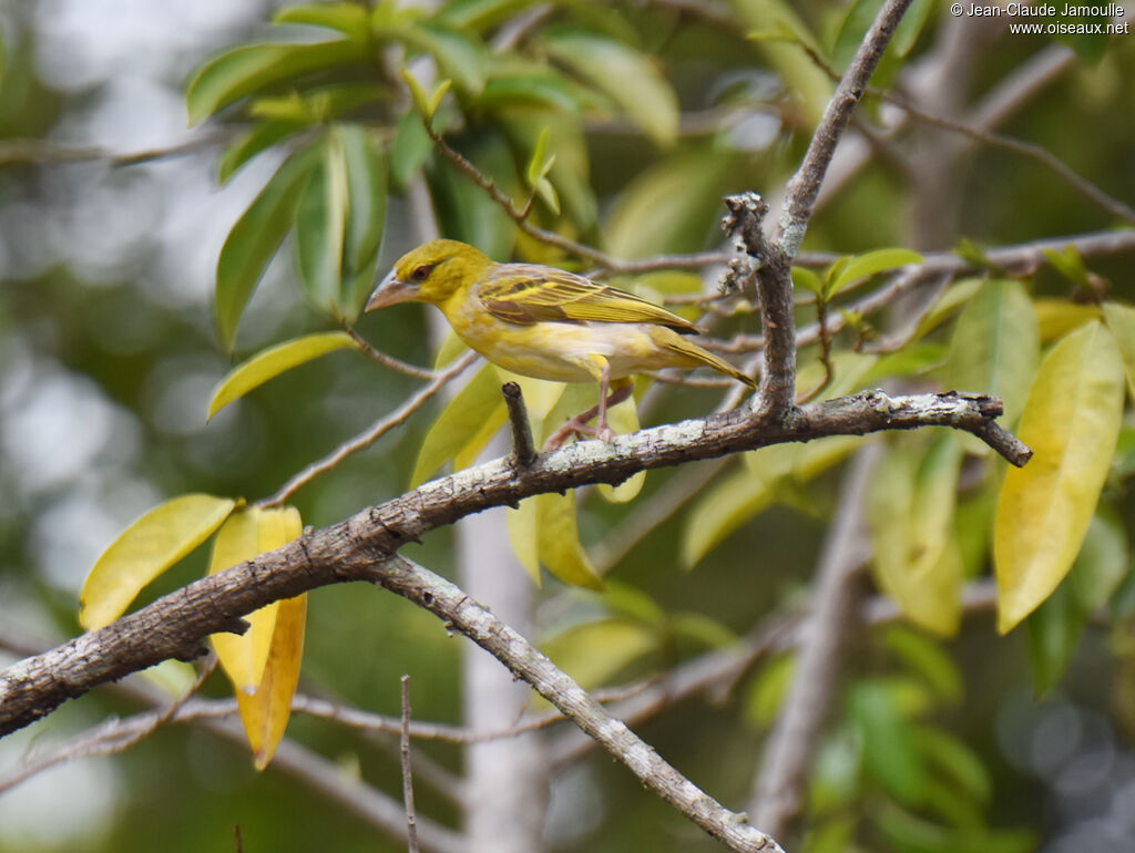 Village Weaver