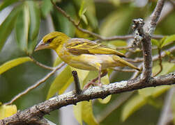 Village Weaver