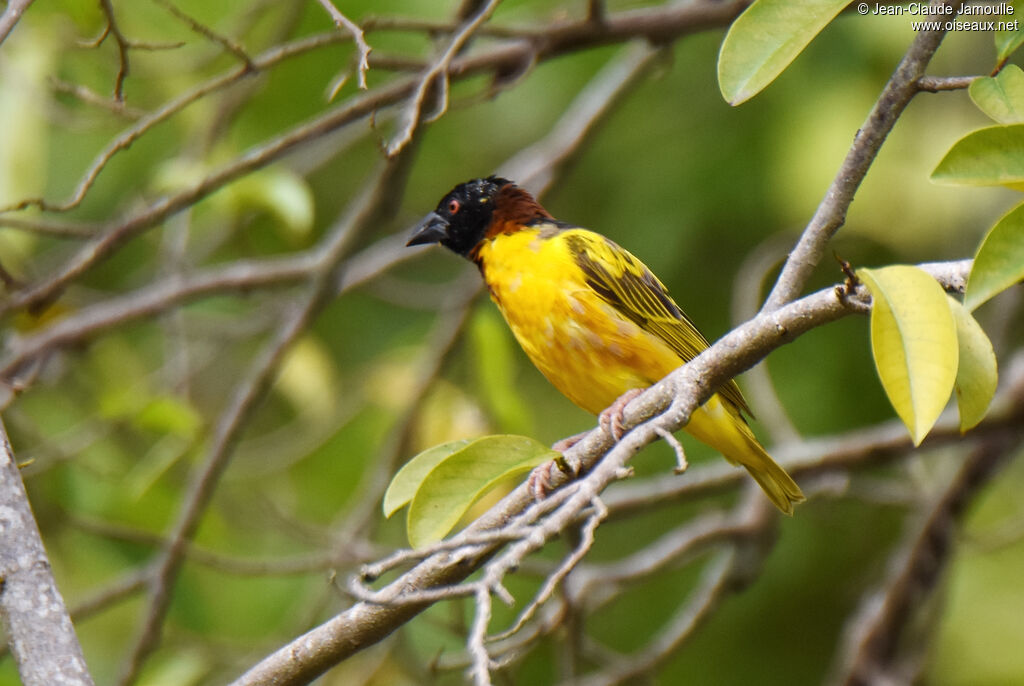 Village Weaver