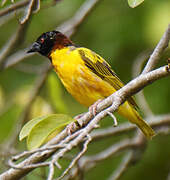 Village Weaver