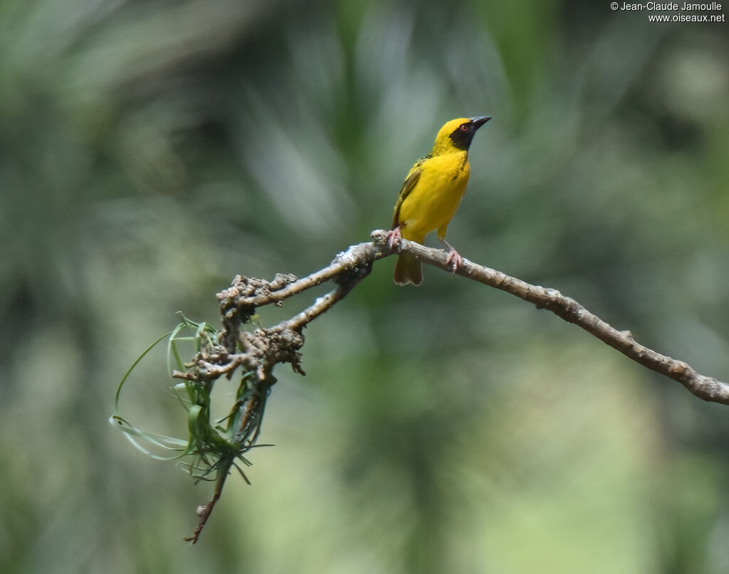 Village Weaver