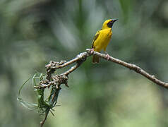 Village Weaver