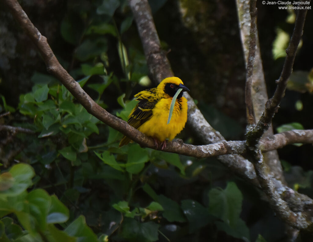 Village Weaver male adult breeding, Reproduction-nesting