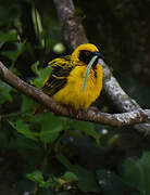 Village Weaver