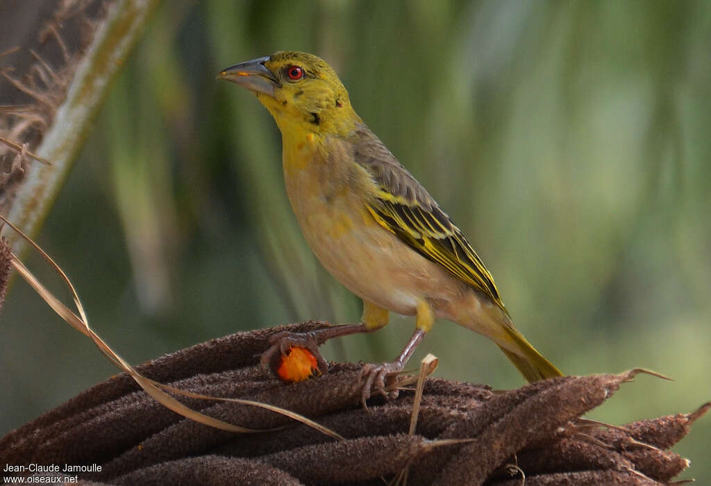 Village Weaver female adult, identification, feeding habits