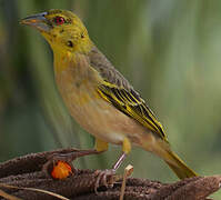 Village Weaver