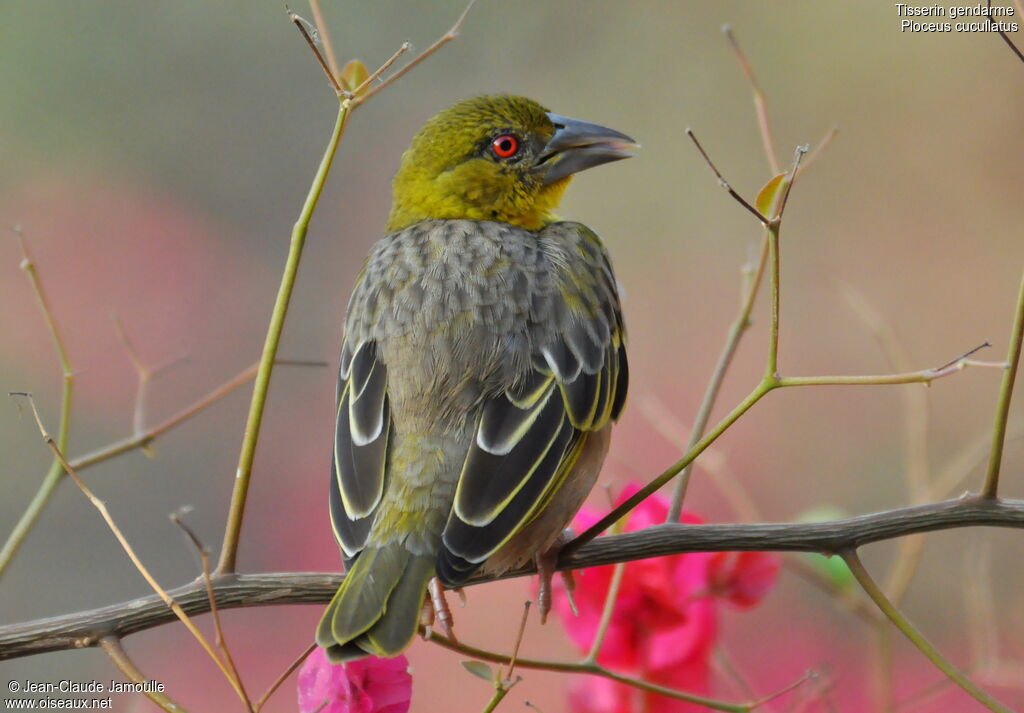 Village Weaver, identification