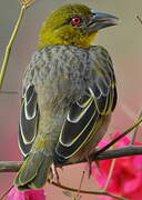 Village Weaver