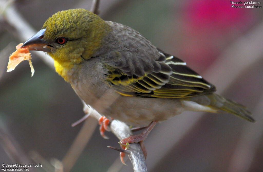 Village Weaver male, feeding habits