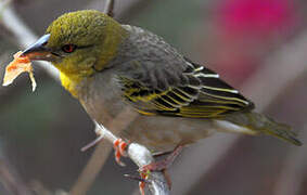 Village Weaver