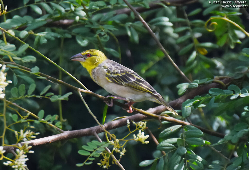 Village Weaver