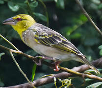 Village Weaver