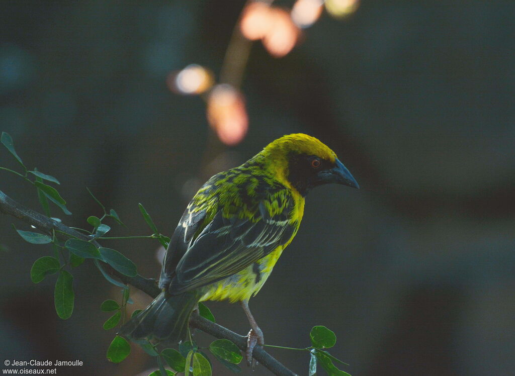 Village Weaver