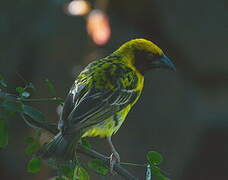 Village Weaver