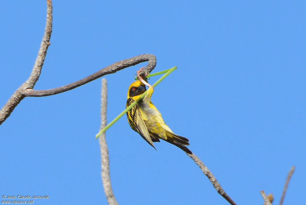 Village Weaver