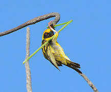 Village Weaver