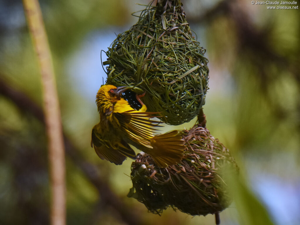 Village Weaver male