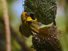 Village Weaver