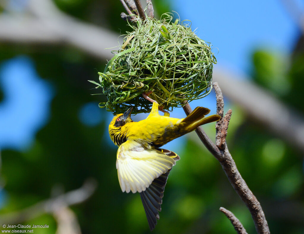 Village Weaver