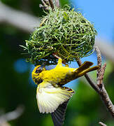 Village Weaver