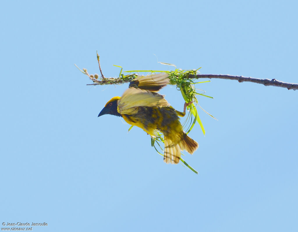 Village Weaver