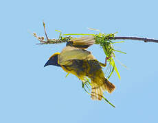 Village Weaver