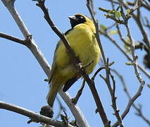 Lesser Masked Weaver