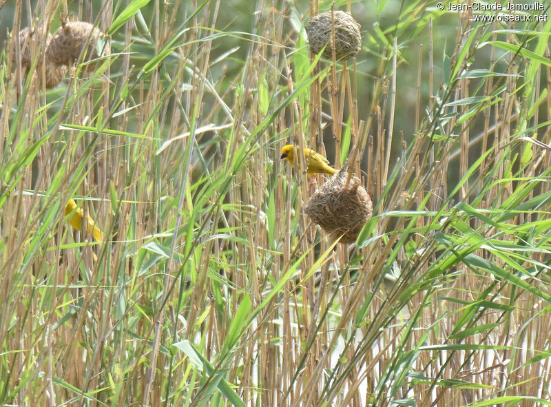 Eastern Golden Weaver male adult, Reproduction-nesting