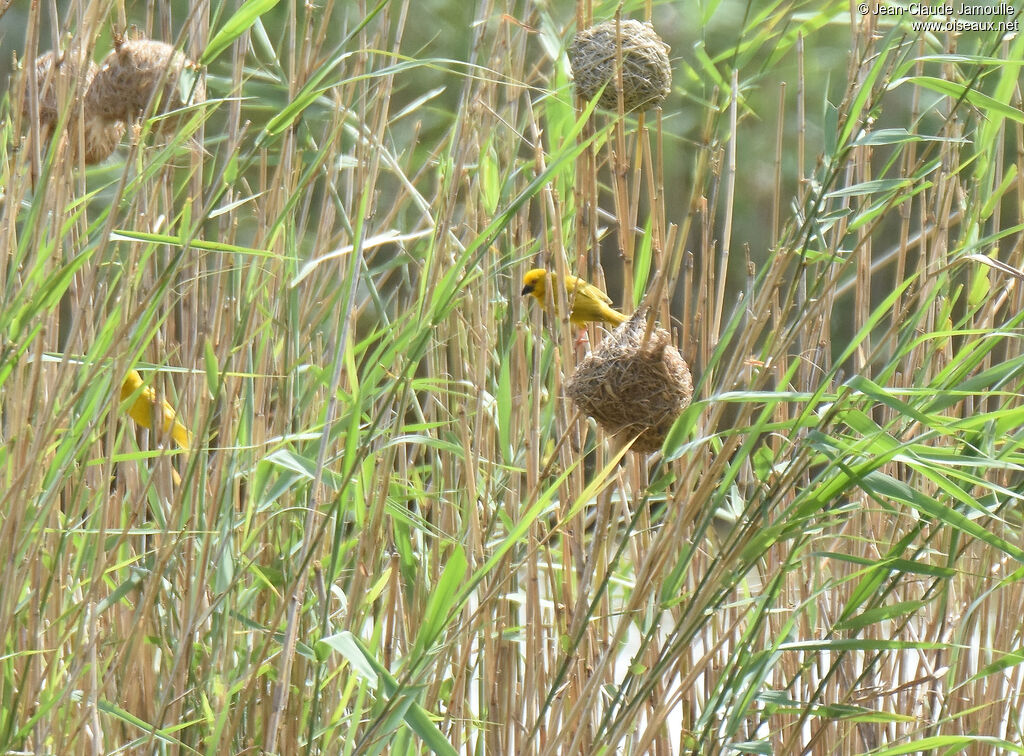 Tisserin jaune mâle adulte, Nidification