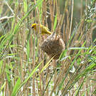 Tisserin jaune