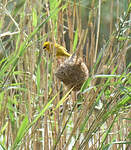 Tisserin jaune