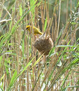 Tisserin jaune