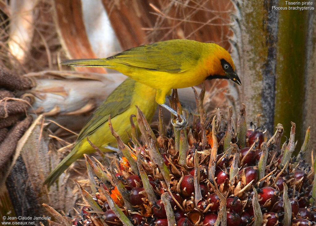 Olive-naped Weaver male adult, feeding habits, eats