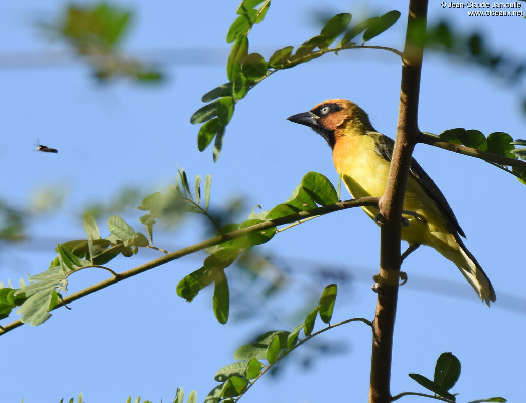 Olive-naped Weaver