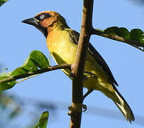 Olive-naped Weaver