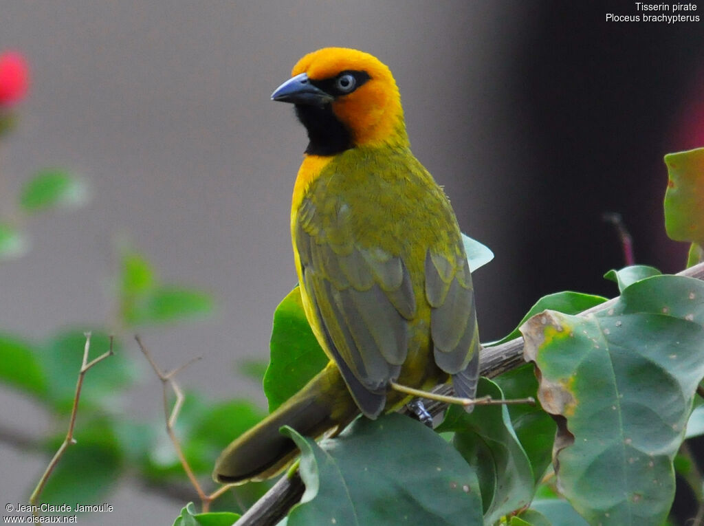 Olive-naped Weaver, identification