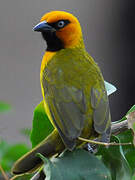 Olive-naped Weaver