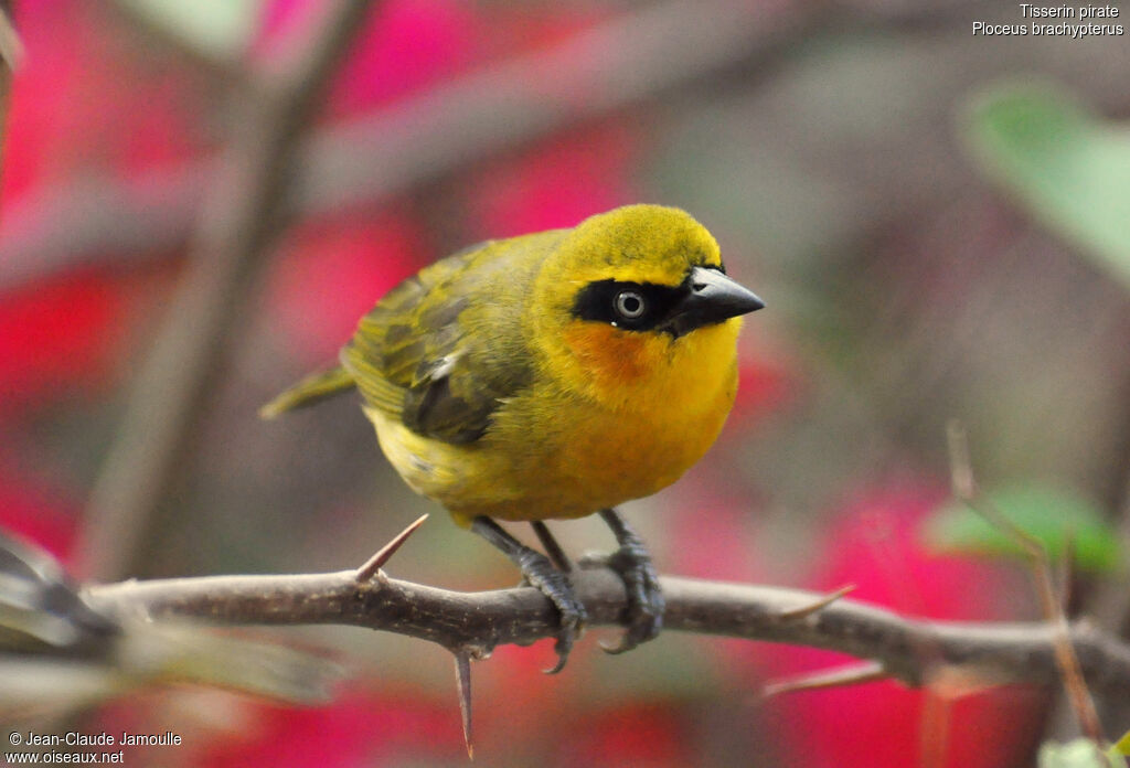 Olive-naped Weaver female, identification